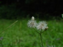 让二追三+三连客全胜 广州蒲公英书写中乙逆袭史诗